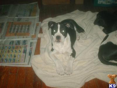 Pit bull pup black and white female
